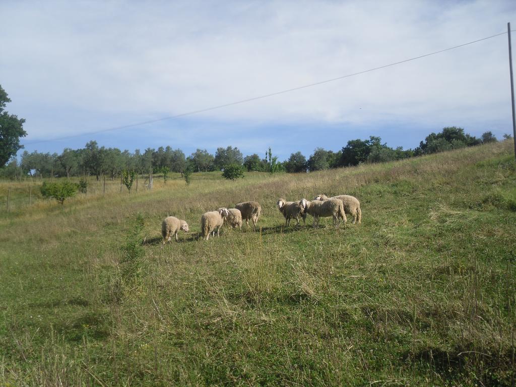 Agriturismo Fattoria Poggio Boalaio Orvieto Exterior foto