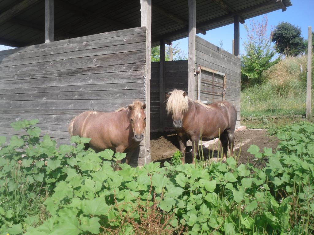 Agriturismo Fattoria Poggio Boalaio Orvieto Exterior foto